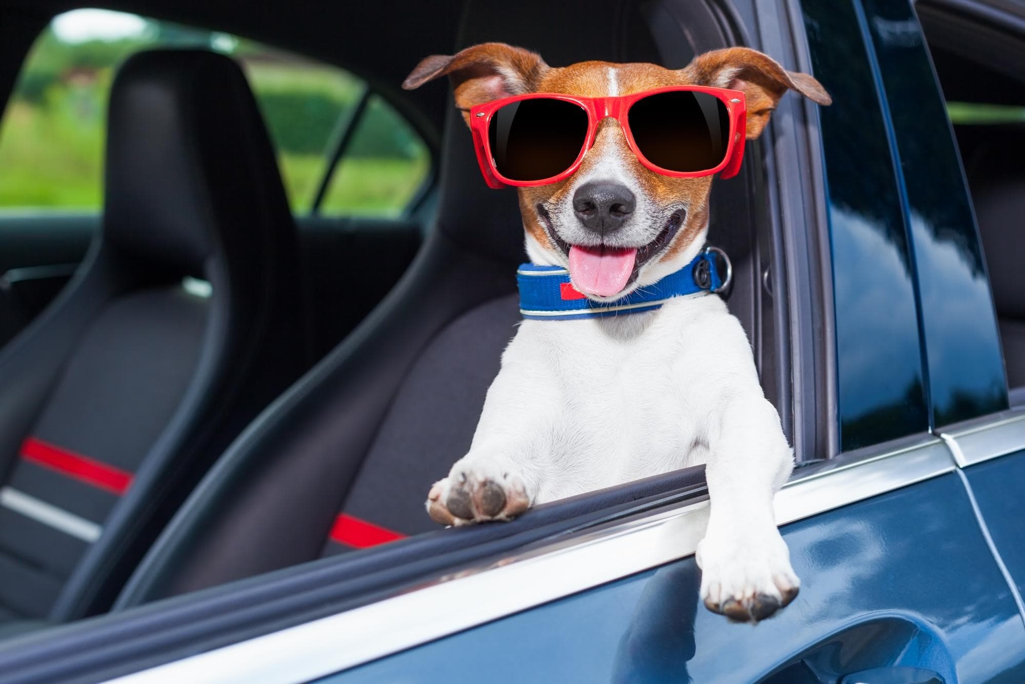 Spoil Your Pup on Their Vegas Getaway with Compassionate Pet Transport!