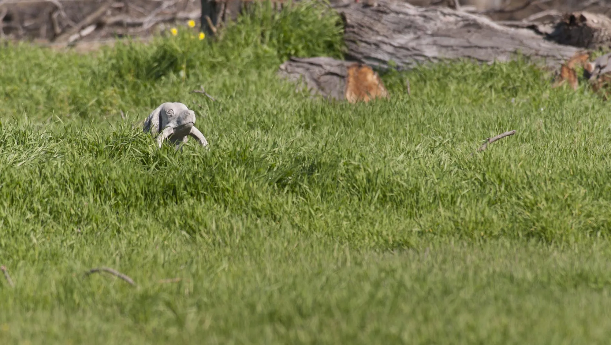 Visalia Pet Cemetery